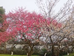 -杭州植物园