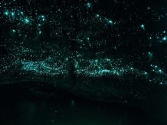 -怀托摩萤火虫洞