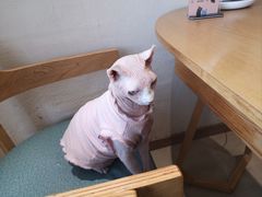 -藏猫猫咖啡主题馆(中央大道店)