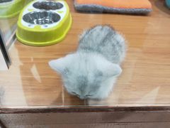 -龟与熊猫宠物公园(南坪店)