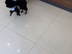 -瑞鹏宠物医院·夜间急症·心超·猫科(祖庙分店)