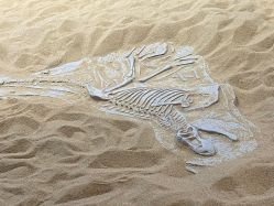 -恐龙探索乐园(磁器口店)