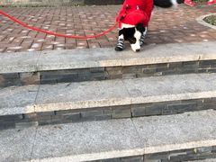 -多乐狗狗宠物训练工作室