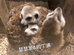 -zoonana室内动物园(东方福来德店)