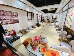 -逗柴咖啡屋·狗咖猫咖宠物桌游