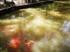 -合肥滨湖国家森林公园