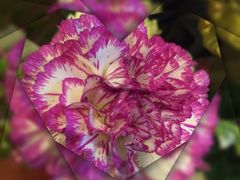 -静岸花卉园艺(三星坊店)