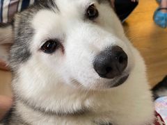 -Husky Go! 哈士奇体验馆·宠物咖啡厅狗咖