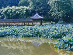 -龙头寺公园