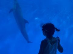 -海合安成都极地海洋公园