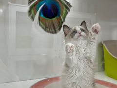 -青奢宠物·青奢猫舍