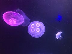 -锦艺城海洋馆