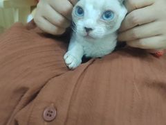 -山宅一喵德文卷毛猫舍