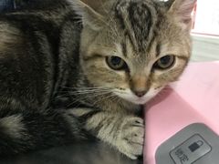 -瑞派名望志远动物医院·猫科·內科·异宠专科(直港大道店)
