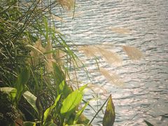 -重庆彩云湖湿地公园