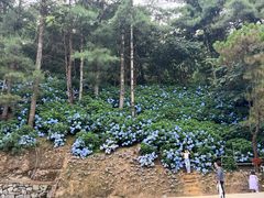 -寂照庵