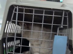 -佳雯宠物医院·皮肤科·内外科(春晓路分院)