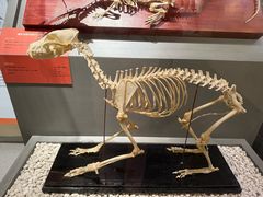 -国家自然博物馆