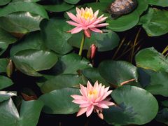 -溪岸路花鸟市场