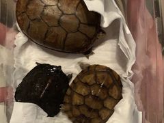 -灵龟之家百象馆(百象馆联合旗舰店)