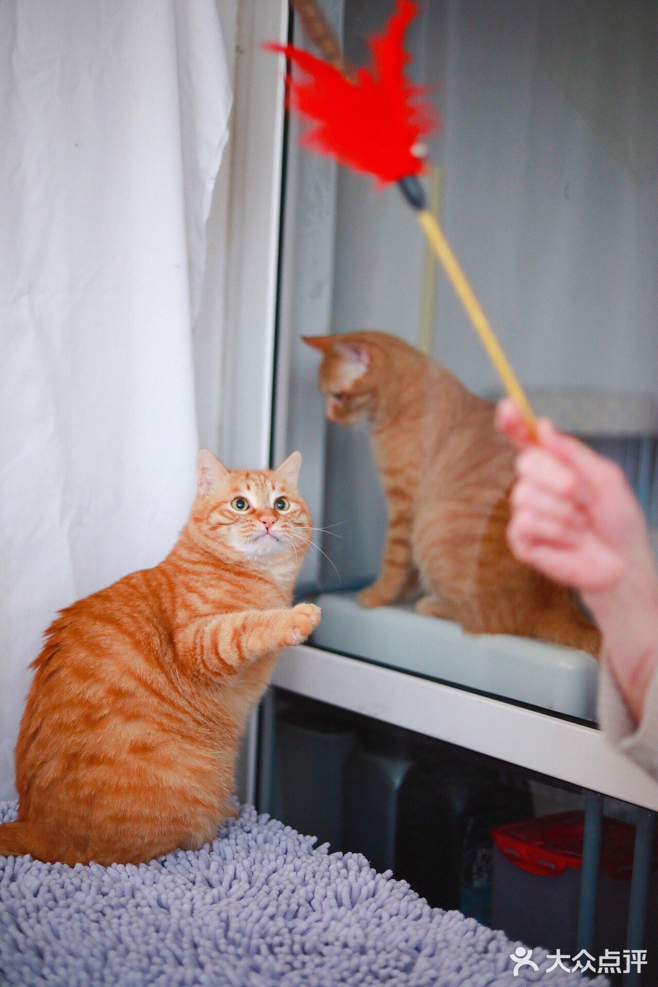北京猫咪免费领养🐱胖大橘凰儿同学