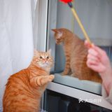 北京猫咪免费领养🐱胖大橘凰儿同学