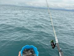 -小猫钓鱼海钓俱乐部(椰梦长廊店)