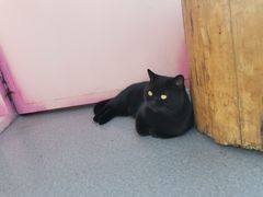 -喵屿·大理花园猫咖