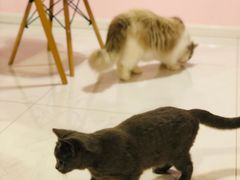 -三花喵·撸猫购宠·宠物生活馆(虹桥南丰城店)