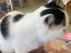 -藏猫猫咖啡主题馆(中央大道店)