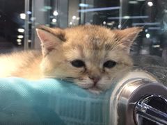 -白玉兰食品(仲盛世界商城店)