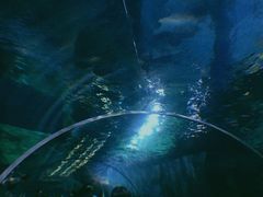 -暹罗海洋世界