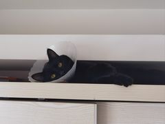 -中农国际动物医院24小时·猫科·骨科·急重症中心