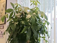 -金河半岛园林酒家(金融城店)