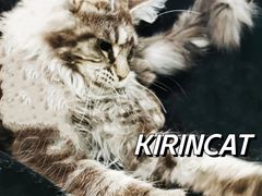 -十年猫舍·猫咪专门店(普陀店)