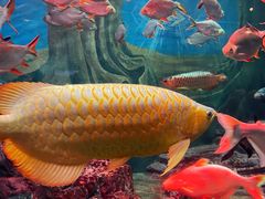 -上海海洋水族馆