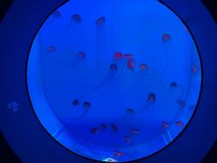 -海合安武汉极地海洋公园