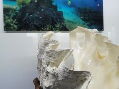 -贝壳王国博物馆