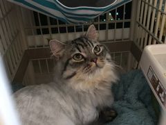 -猫大福·Fortune Cat猫舍(百子湾店)