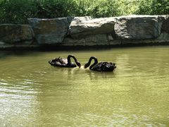 -梧桐人家中国太平国际健康颐养社区