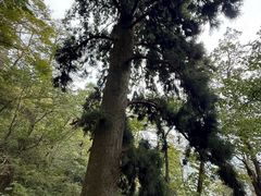 -天目山大树王景区