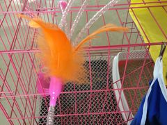 -瑞派长江宠物医院·猫科·外科·24小时夜护(谊城公寓分院)