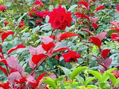 -西安汉城湖景区