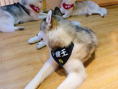-Husky Go! 哈士奇体验馆·宠物咖啡厅狗咖