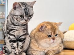 -有喵·猫咖·狗咖·30几只猫10只小狗(岗厦店)