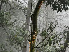 -缙云山景区