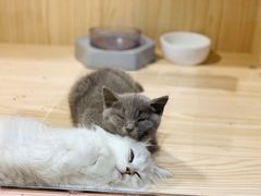 -屋虎猫馆(宝安大仟里店)