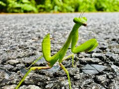 -深圳市中科院仙湖植物园