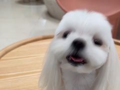 -帕帕拉兹宠物(亚洲旗舰店)