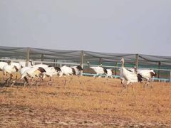 -盐城丹顶鹤湿地生态旅游区
